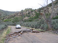 Fallen tree on Spring Canyon road