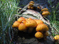 Mushrooms in Bob Wright Canyon