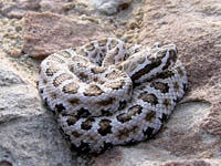 Baby rattlesnake near Hambrick Bottom