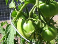 Green Tomatoes in the Garden